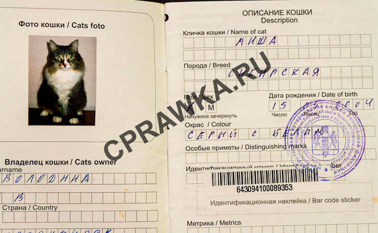 Фото Кошки На Паспорт